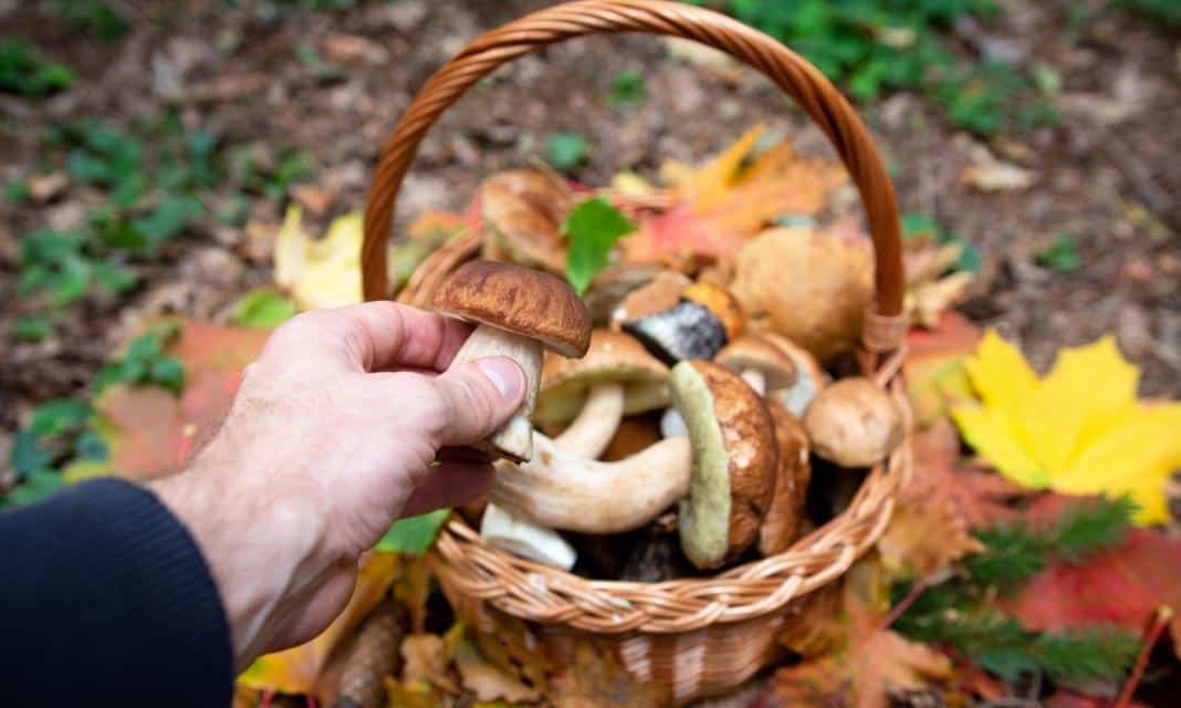 Sezon grzybobrania w Rybniku i okolicach rozpoczęty!